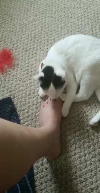 Cat bites foot and immediately regrets it