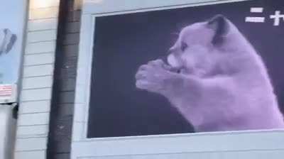 3D billboard cats are now appearing all around Japan