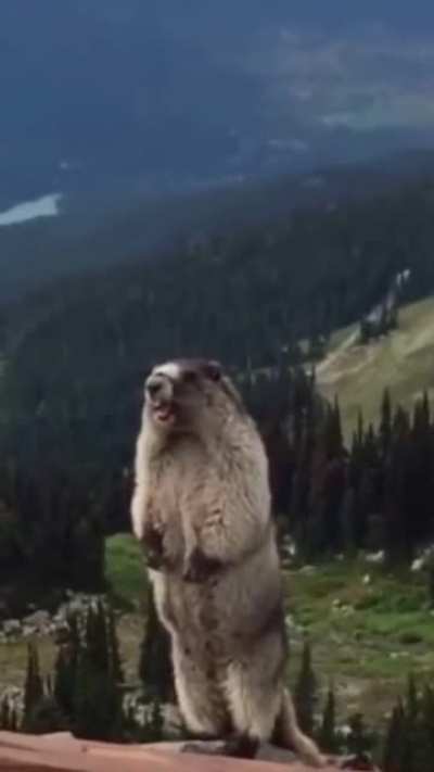 bad beaver