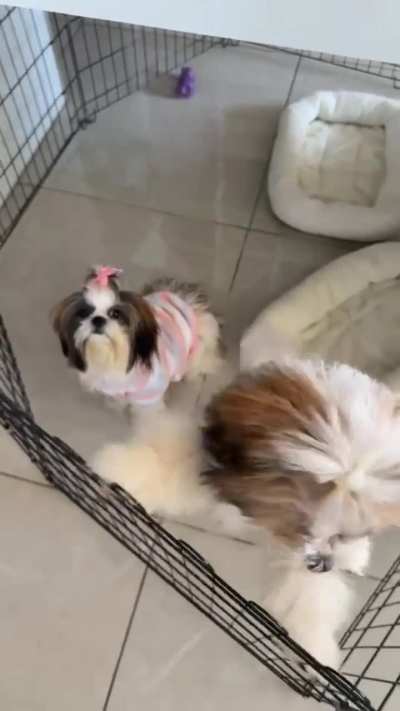 The nonchalant one vs the hyper one