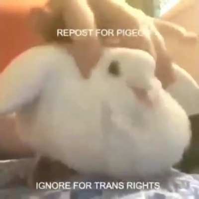 Repost for pigeon