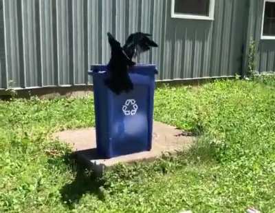 If you're going to do enrichment exercises they may as well be green.