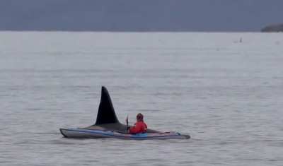 Huge male orca showing a kayaker who's in charge, Skjerv&oslash;y, northern Norway