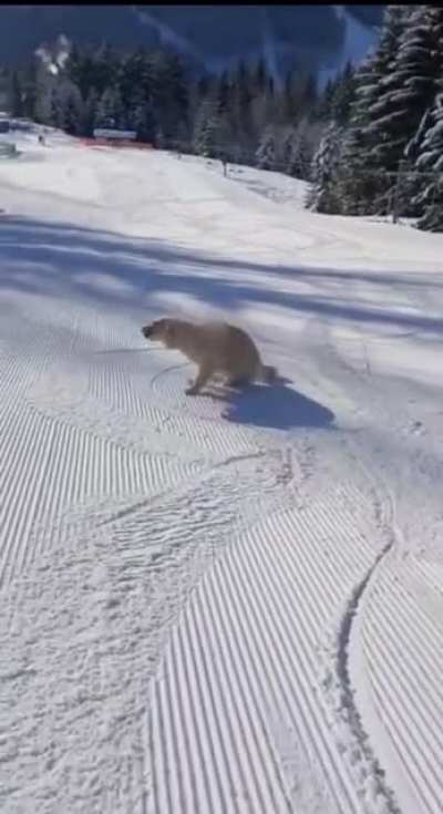 Good boy