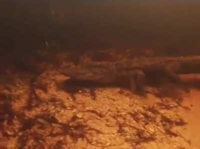 Snorkelling in the Florida Everglades