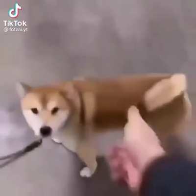 Hold DOGE