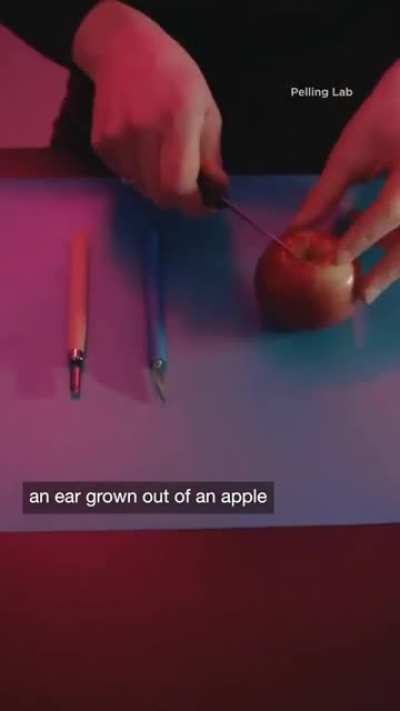 Biophysicist Andrew Pelling uses Fruits and vegetables to repair human tissues.