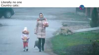Damn that cat is protective of it's human