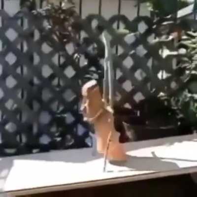 🗿
