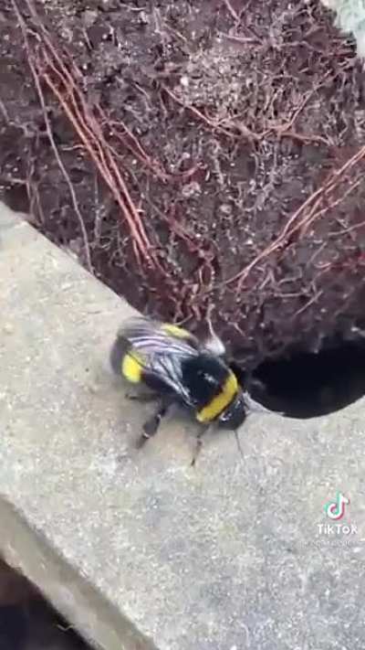 Beedonkadonk