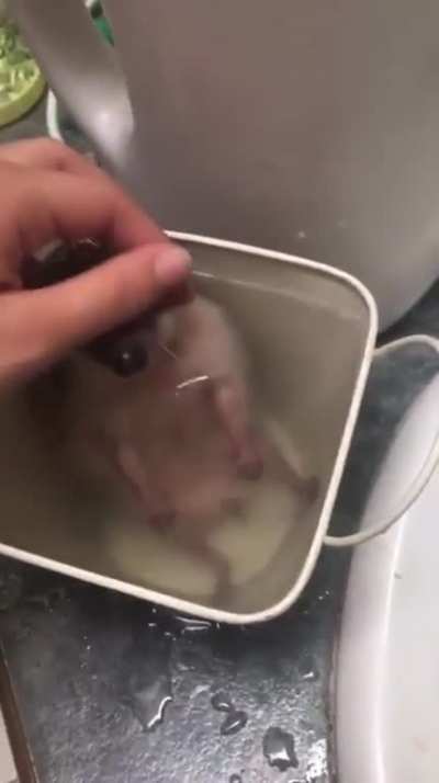 Hedgyboi :&amp;gt;