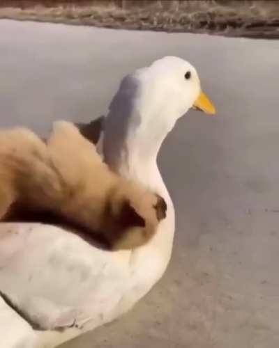 Cute shit