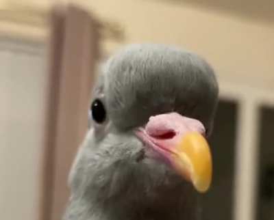 Mehm