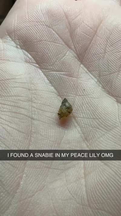 It&rsquo;s been almost a year since I lost my Gary. Look who I found on a plant I recently bought!!! Any idea of what species?