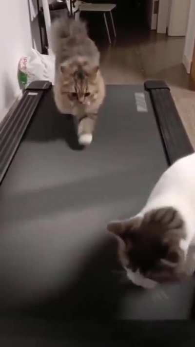 Olympic kitty