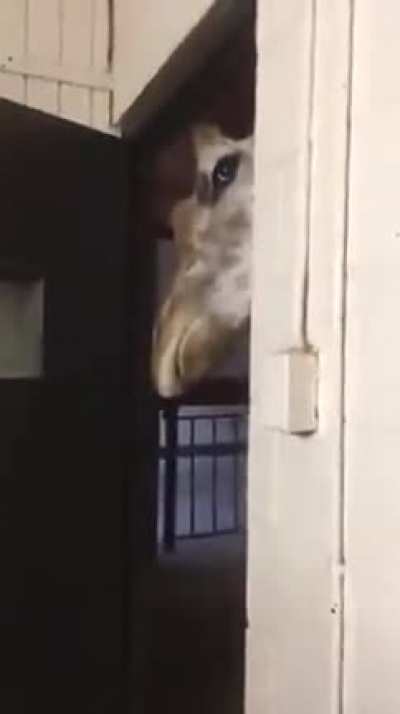 Suspicious giraffe is suspicious