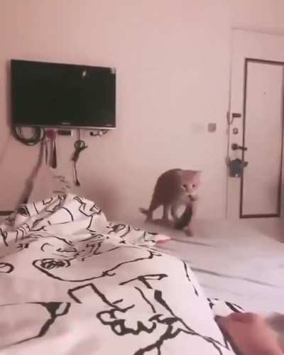 Here's your stinking sock
