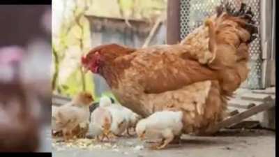 awesome chicken compilation