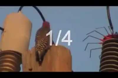 Bird vs 50 kilowatt transformer