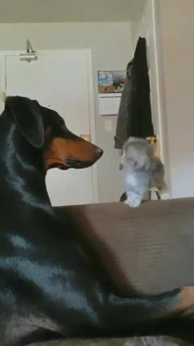 Touch tha doggy