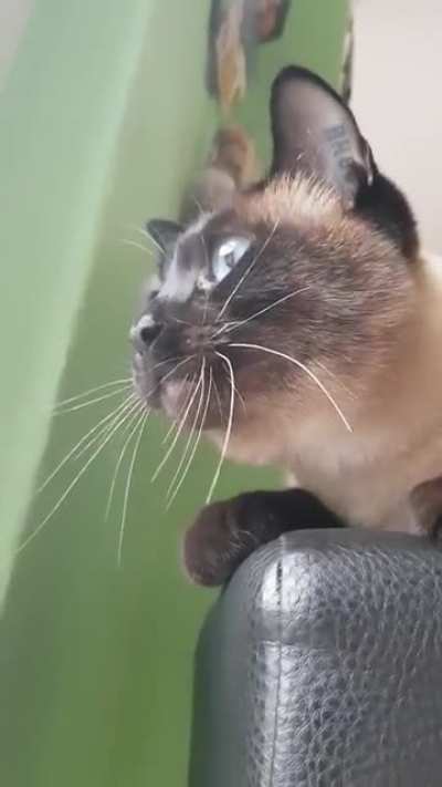 Chirpy kitty