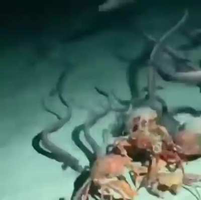 Ничего не пропадает в море