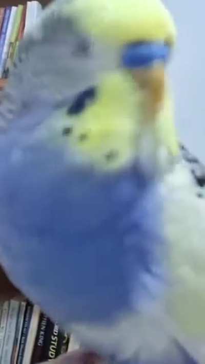 Relaxed beak grinding is just one of the endearing qualities of these fat featherpies🦜