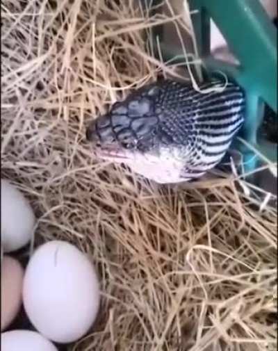 Snake trying to get a meal