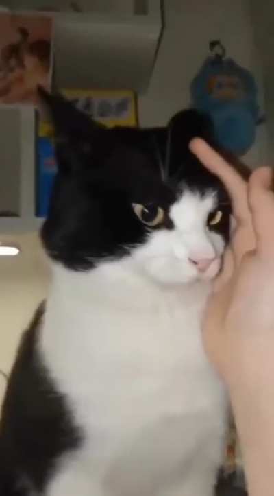 Good kitty
