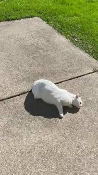 anyone know why my cat just rolls around outside? It&rsquo;s super cute but what&rsquo;s the logic behind it?