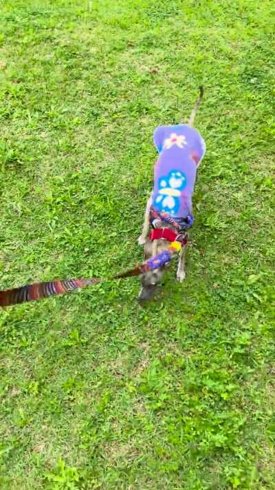 Spinny long lady pupper has too much energy