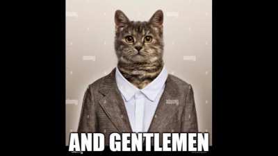 Variations On A Cat