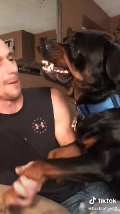 &ldquo;He doesn&rsquo;t bite&rdquo;