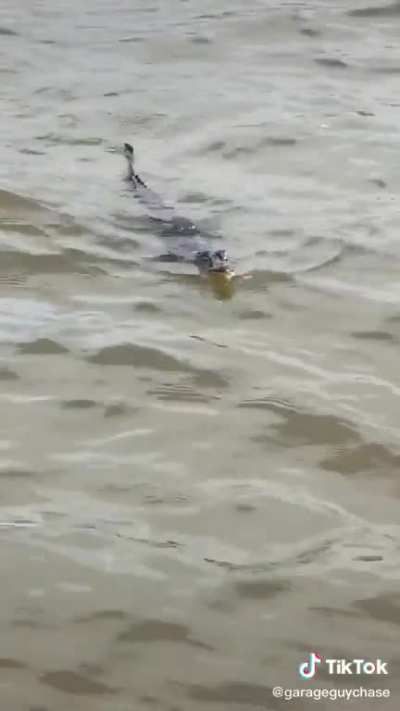 HE COMIN 🎶🐊