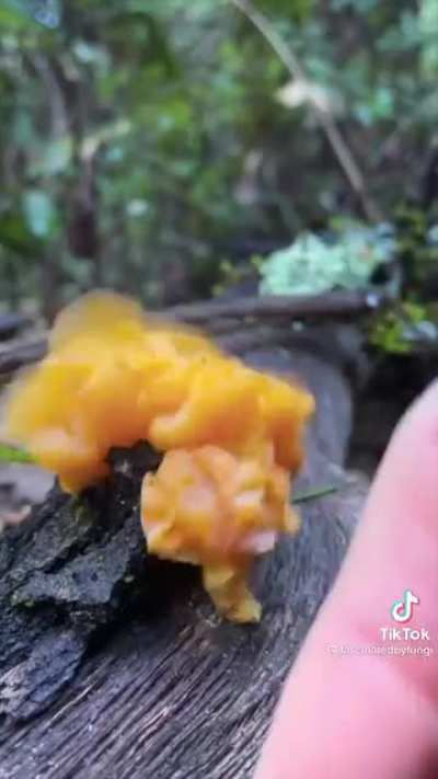 This is also an effective way to help spread spores