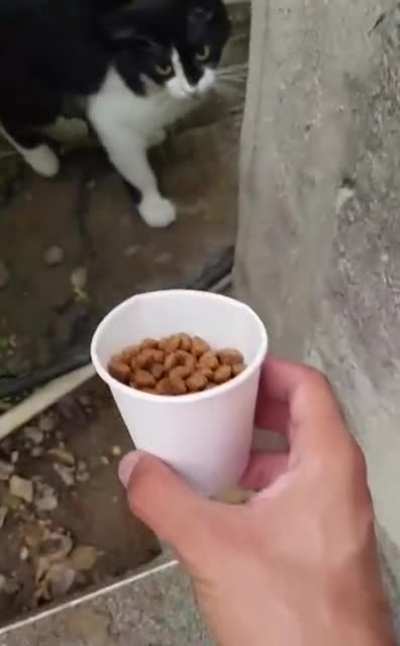 GATO BRASILEIRO CONFIRMADO??????