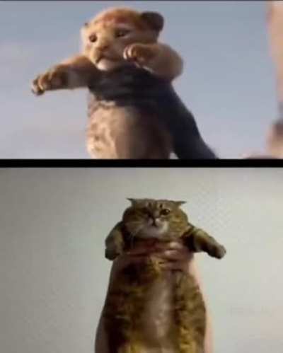 SIMBA!!!