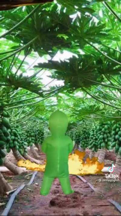 Goodbye to the Papayas