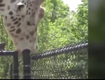 Giraffe