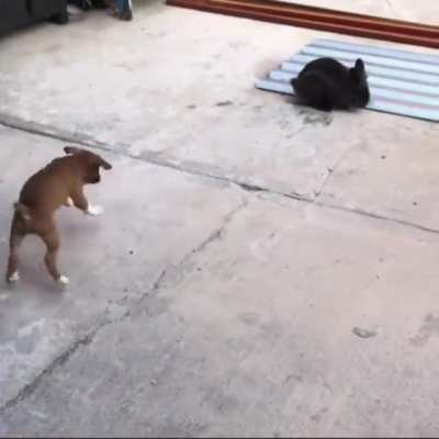 Puppy thinks it&rsquo;s a bunny