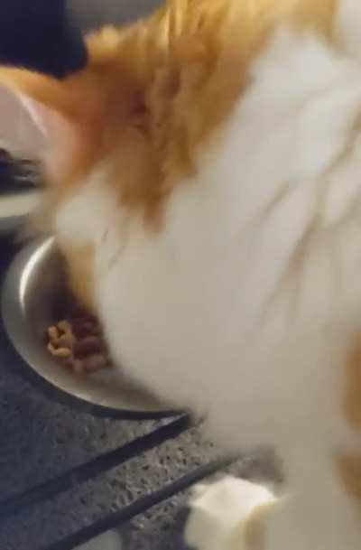 Currently fostering a cat who insists that I pet her while she's eating 🤷🏻&zwj;♀️