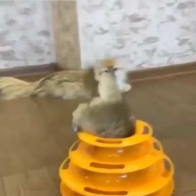 The chonky dimension