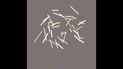 Saw the last stick bug meme so i post this