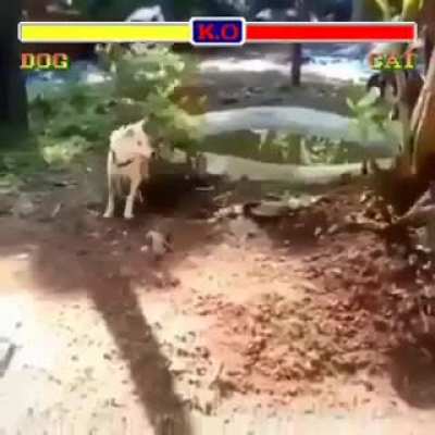Perfect
