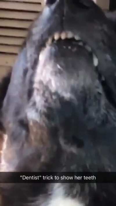 Years ago I taught my dog to show teefs under the command "dentist"