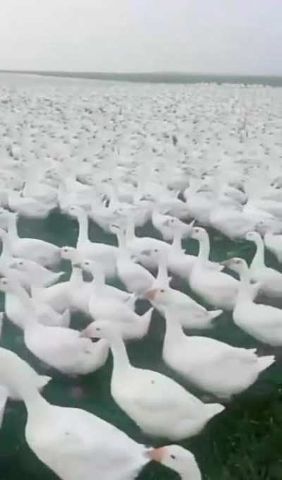 eles est&atilde;o vindo