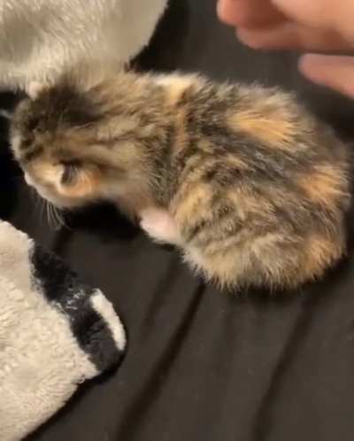 mAn bRuTaLlY BiTcHsLaPs pOoR KiTtEn tO DeAtH