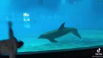 Dolphins doing cartwheels with an aquarium guest