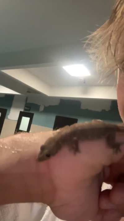 What gecko? Waycross, Georgia USA.