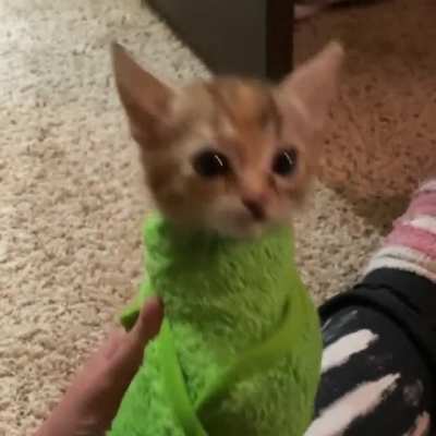 To this day, Athena can&rsquo;t stand being purritoed